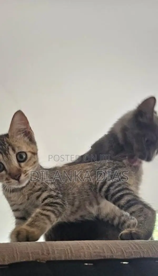 Adorable Persian Cross Kittens Looking for Loving Homes!