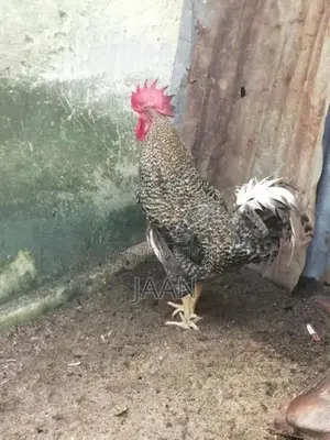 Farm Chicken