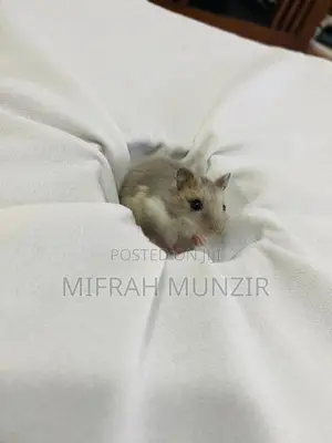 Dwarf Hamsters