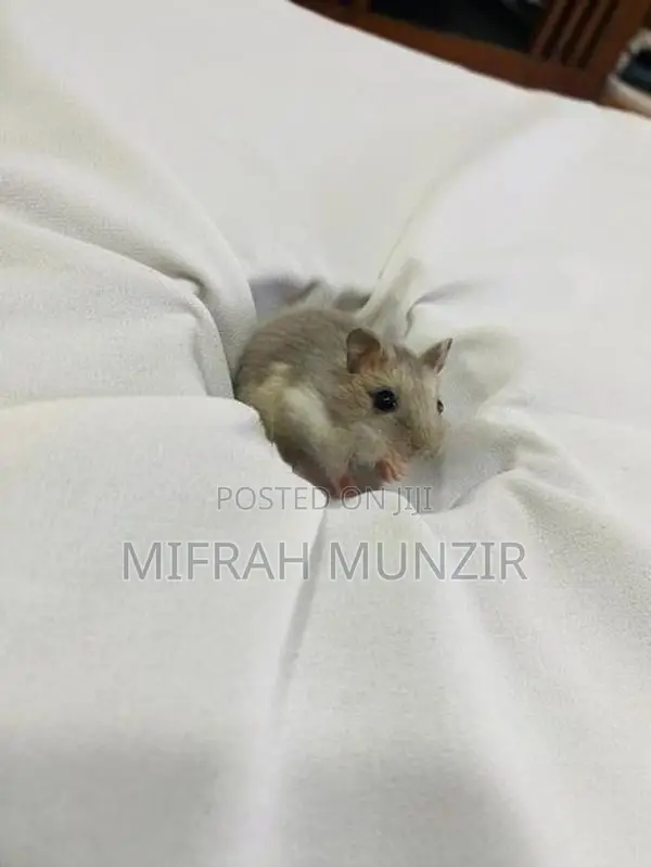 Dwarf Hamsters