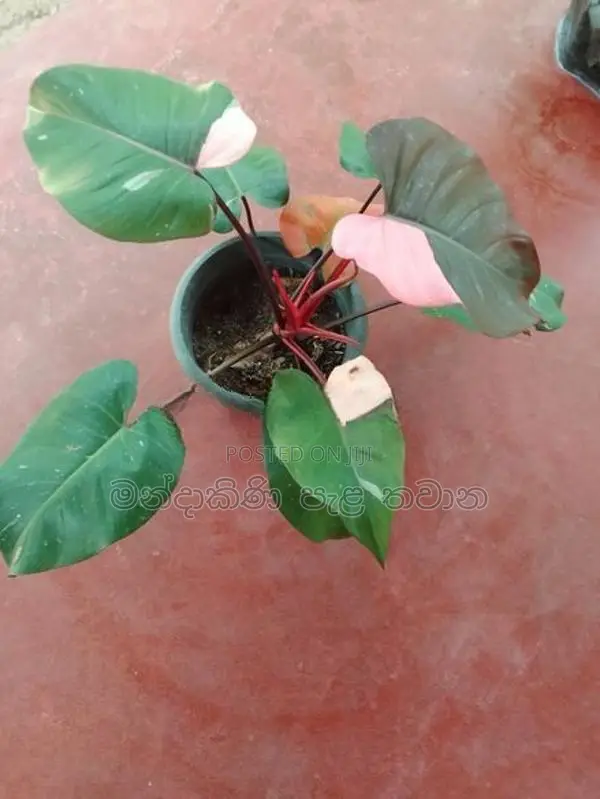 Philodendron pink princess