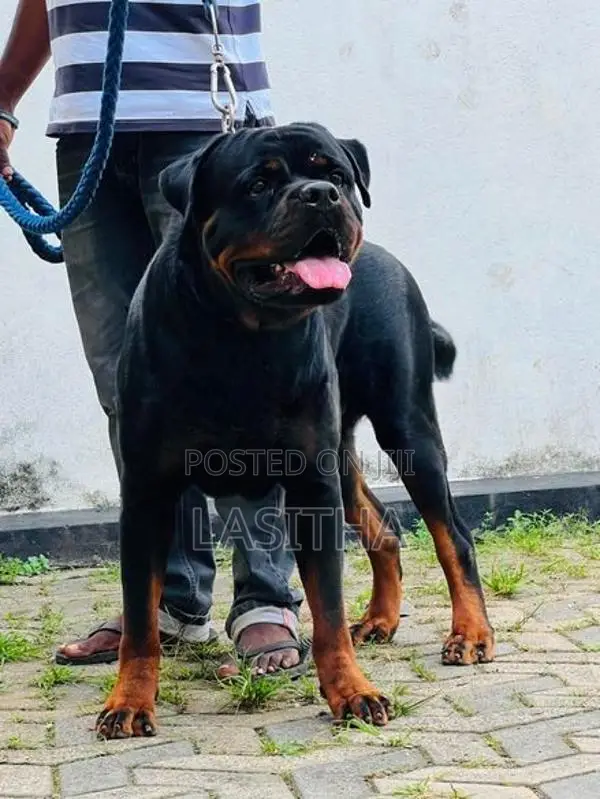 Rottweiler pappys