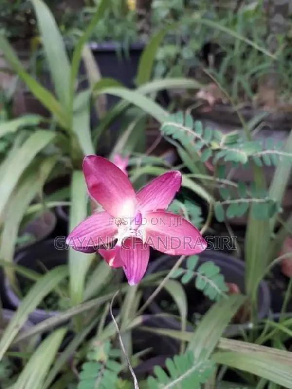 ග්‍රවුන්ඩ් ඕකිඩ්
