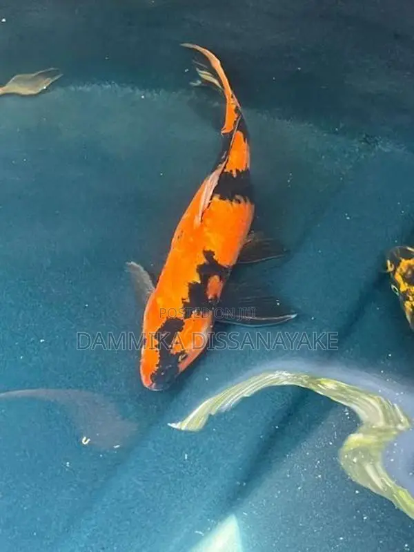 Japanese Koi Fish