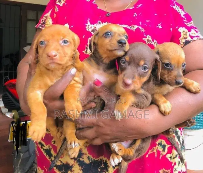 Dachshunds