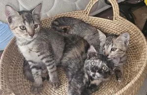 Adorable Persian Cross Kittens Looking for Loving Homes!