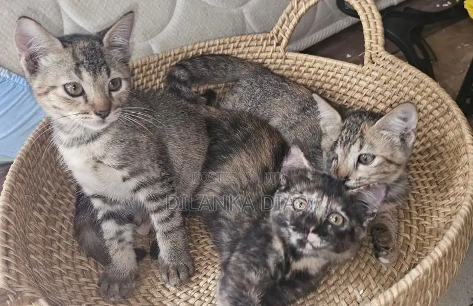 Adorable Persian Cross Kittens Looking for Loving Homes!