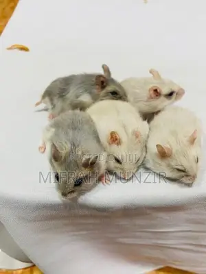 Dwarf Hamsters