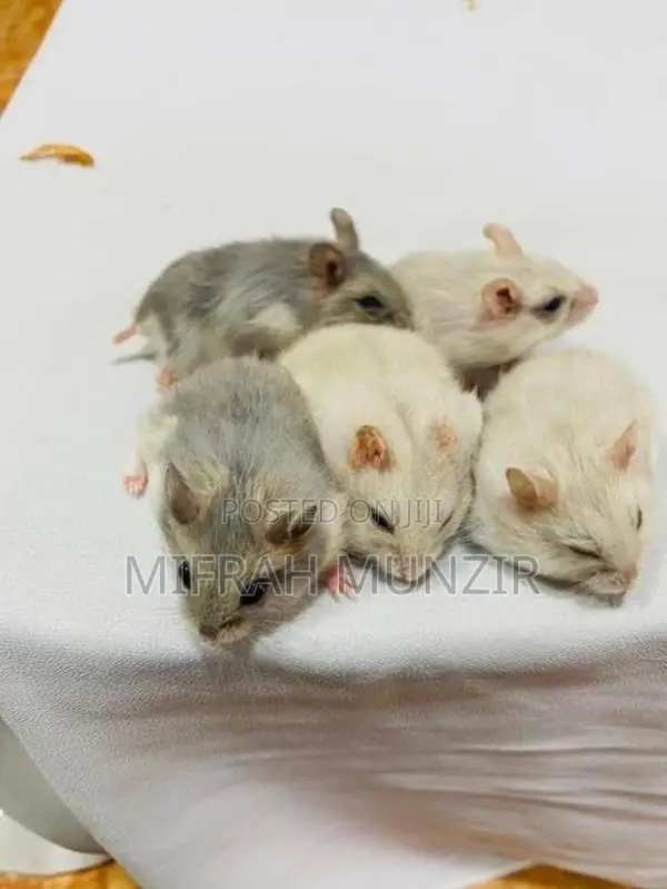 Dwarf Hamsters