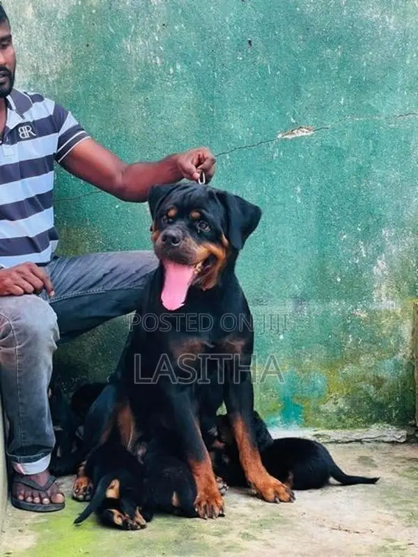Rottweiler pappys