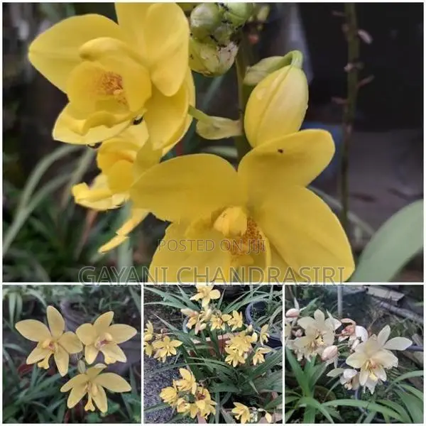 ග්‍රවුන්ඩ් ඕකිඩ්