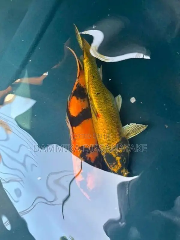 Japanese Koi Fish