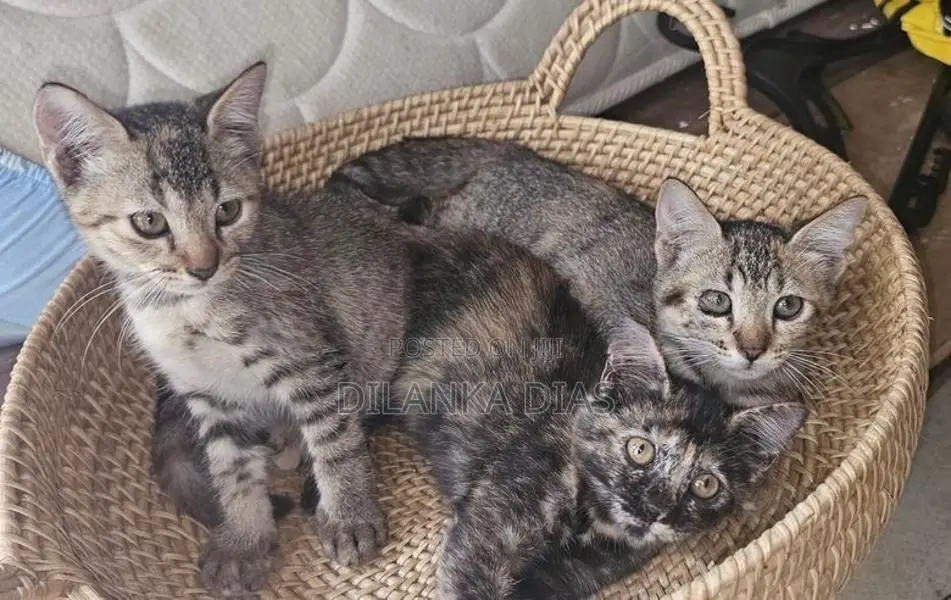 Adorable Persian Cross Kittens Looking for Loving Homes!
