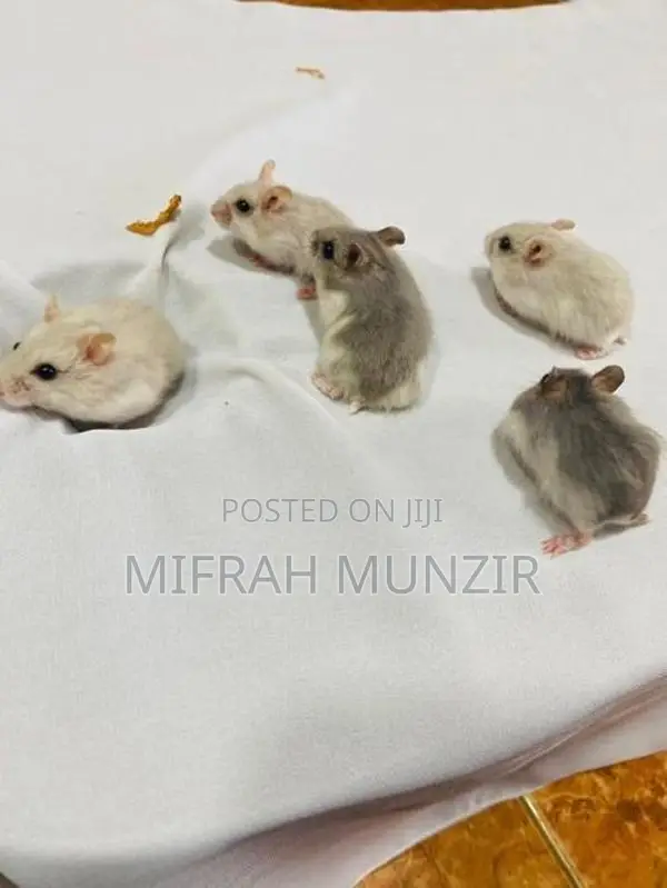 Dwarf Hamsters