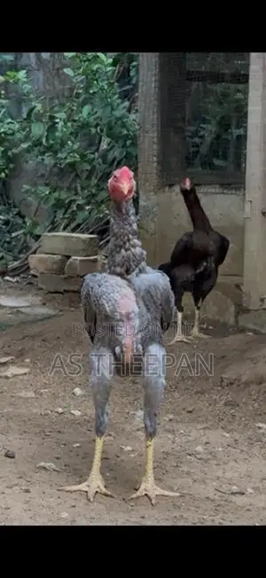 வெள்ளடியன் சேவல்
