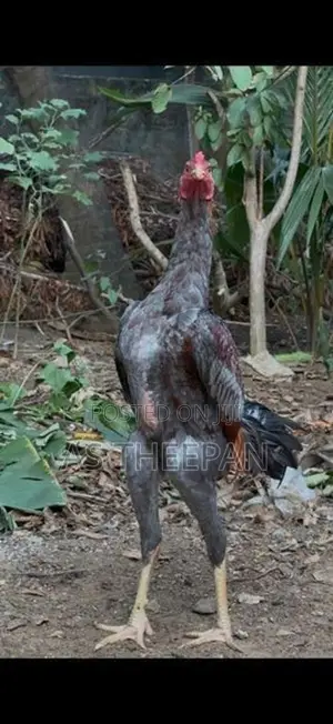 வெள்ளடியன் சேவல்