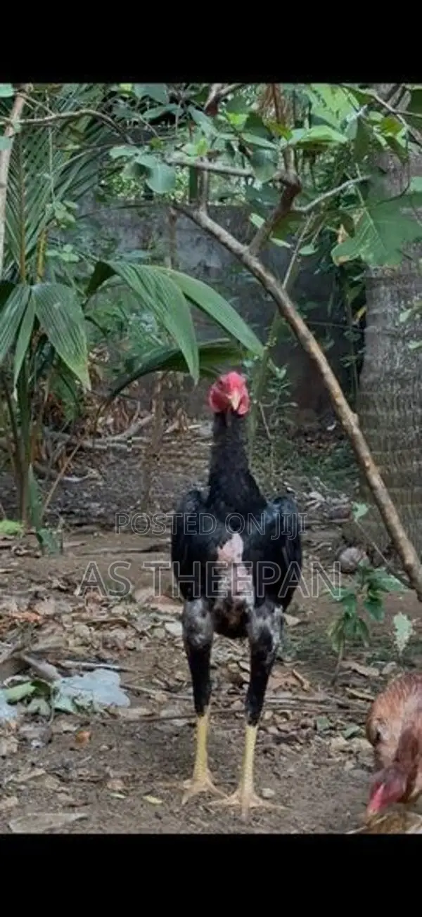 வெள்ளடியன் சேவல்