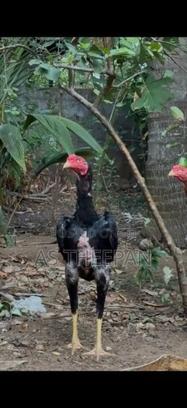 வெள்ளடியன் சேவல்