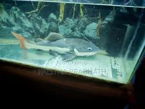 Big Red Tail Catfish