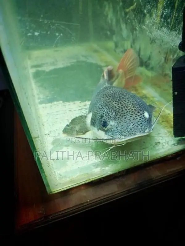Big Red Tail Catfish