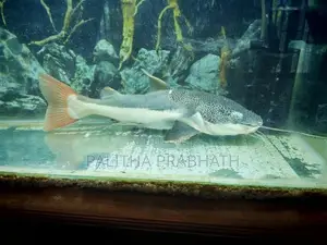 Big Red Tail Catfish