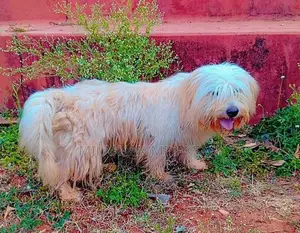 Terrier Puppy