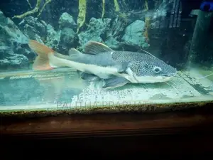 Big Red Tail Catfish
