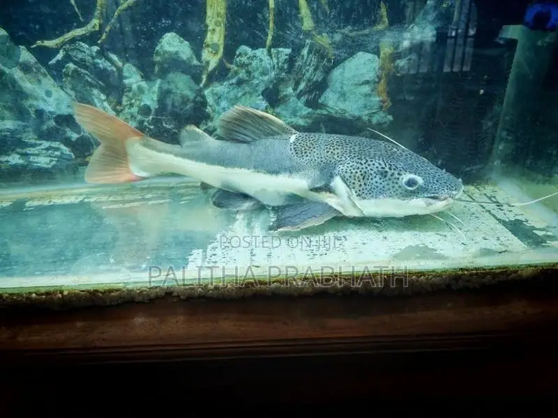 Big Red Tail Catfish
