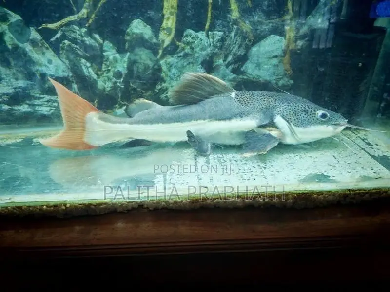 Big Red Tail Catfish
