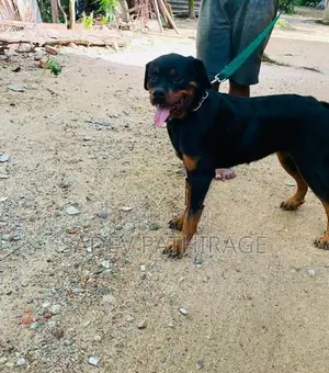 Rottweiler Dog