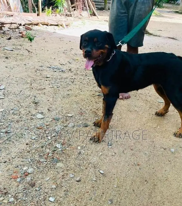 Rottweiler Dog