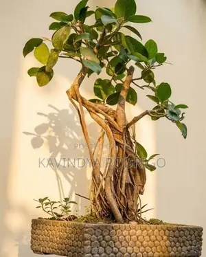Premium Bonsai Plants