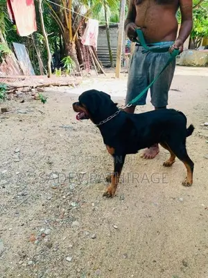 Rottweiler Dog