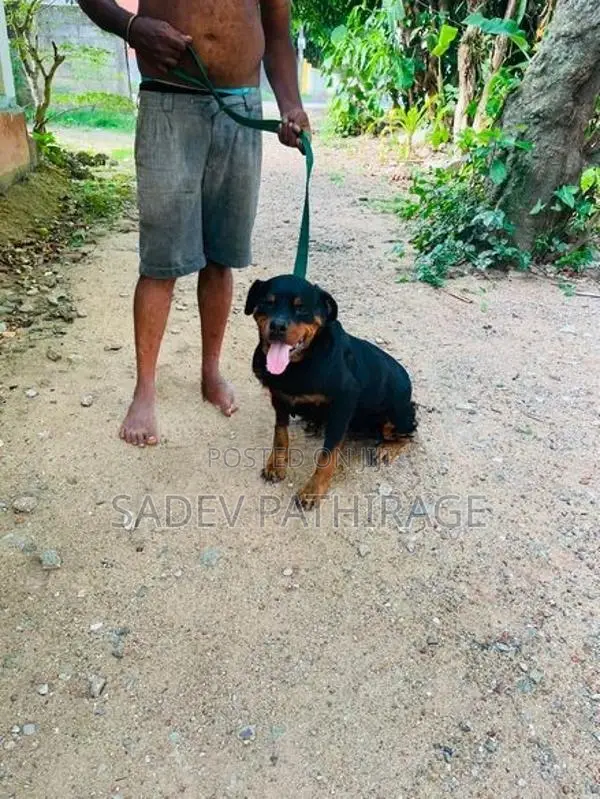 Rottweiler Dog