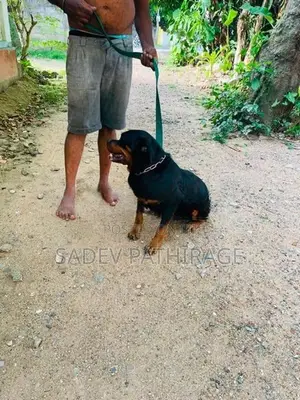 Rottweiler Dog