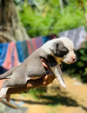 ඇමරිකන් බුලි