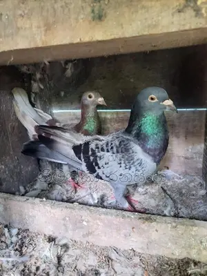 Pigeons