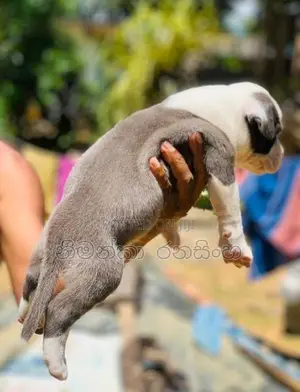 ඇමරිකන් බුලි