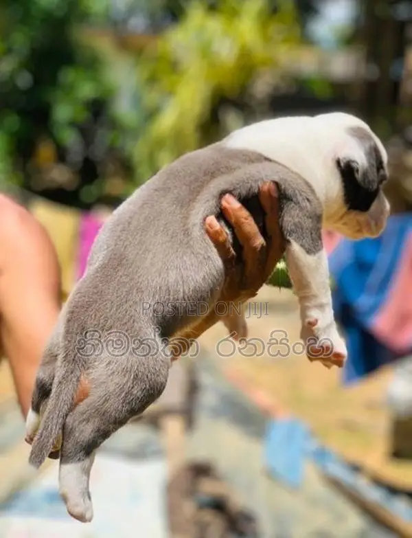 ඇමරිකන් බුලි