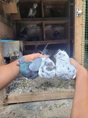 Pigeons