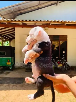 ඇමරිකන් බුලි