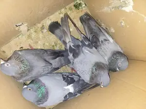 Pigeons