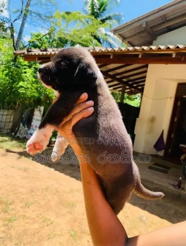 ඇමරිකන් බුලි