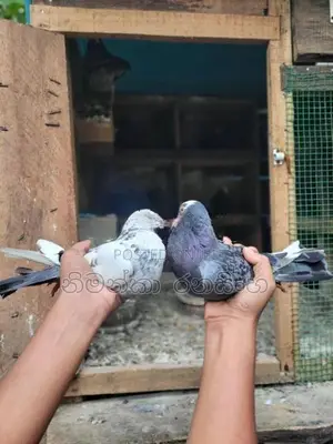 Pigeons