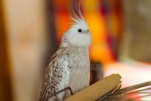 Cockatiel