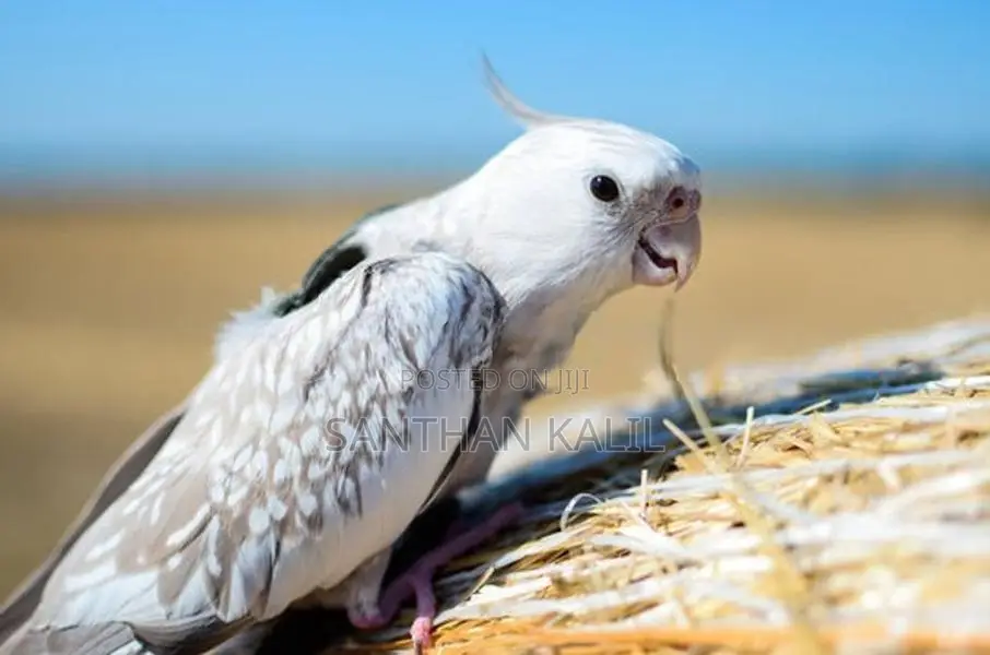 Cockatiel