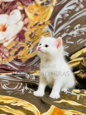 Persian Cat