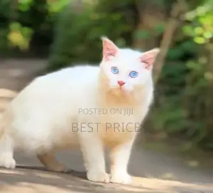 Siberian Persian Kitten