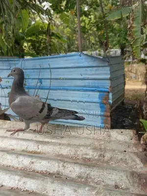 Pigeon