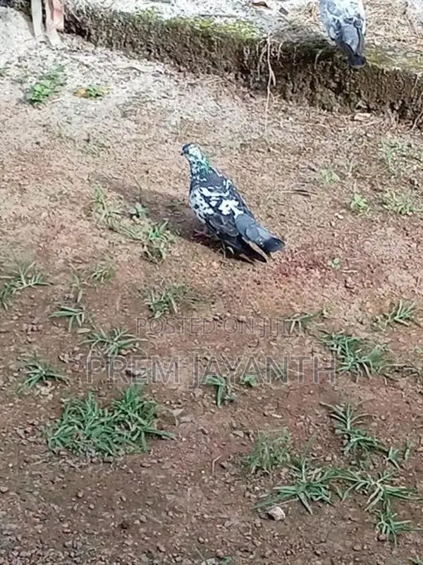 Paravi